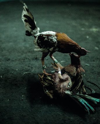 Céline Croze, Prix Mentor 2020