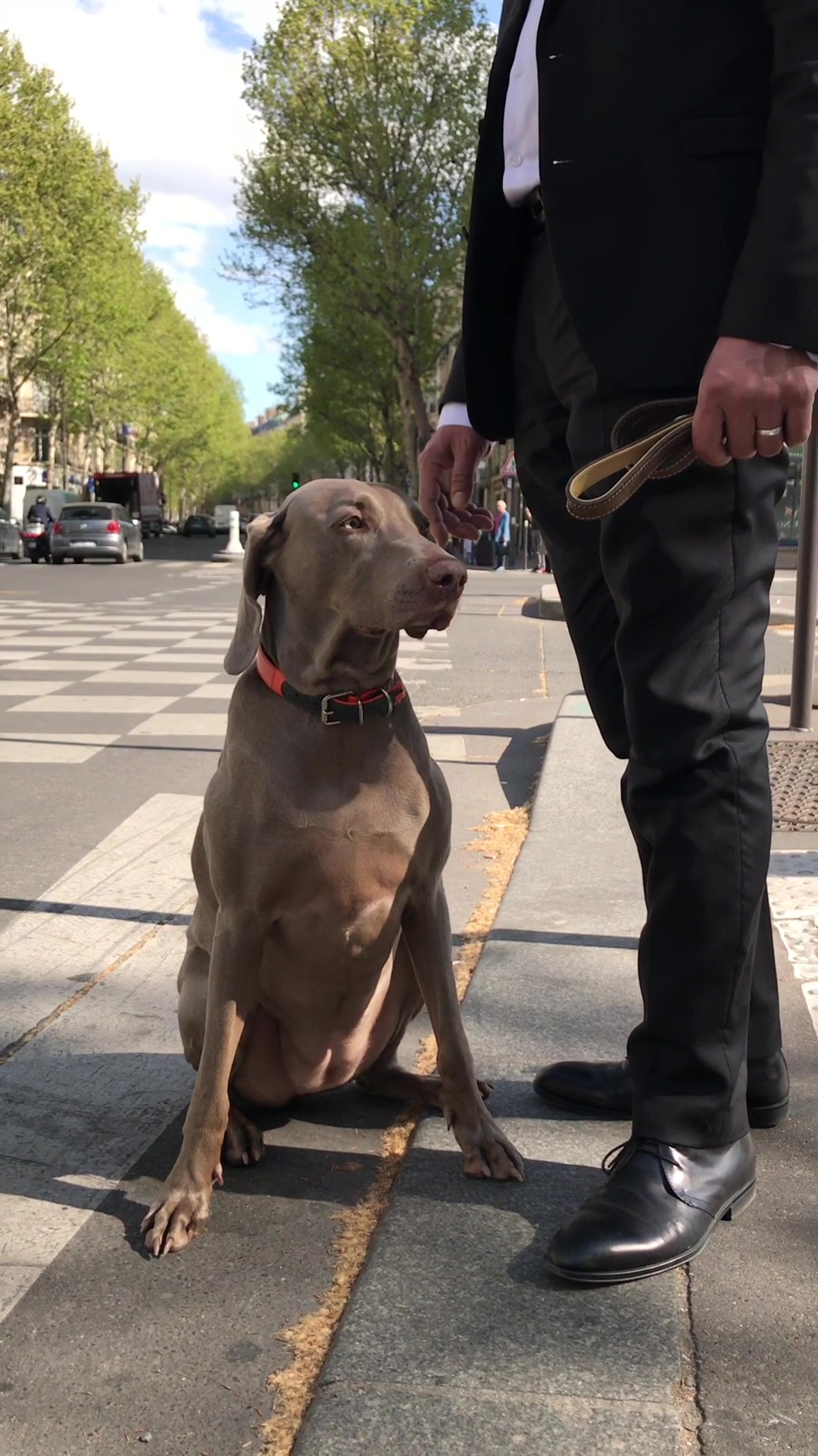 chiens de faïence de Mathias Mary