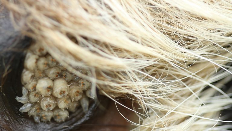 photo film - In Animae _Lucas Perrogon_Prix Émergences_2022